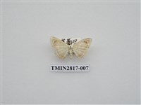 藏品(尺蛾460)的圖片